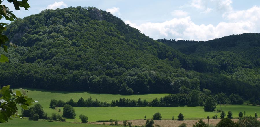 Forêt viennoise près de Mayerling